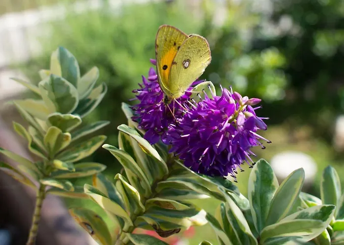 B&B Grandi Trulli 알베르벨로